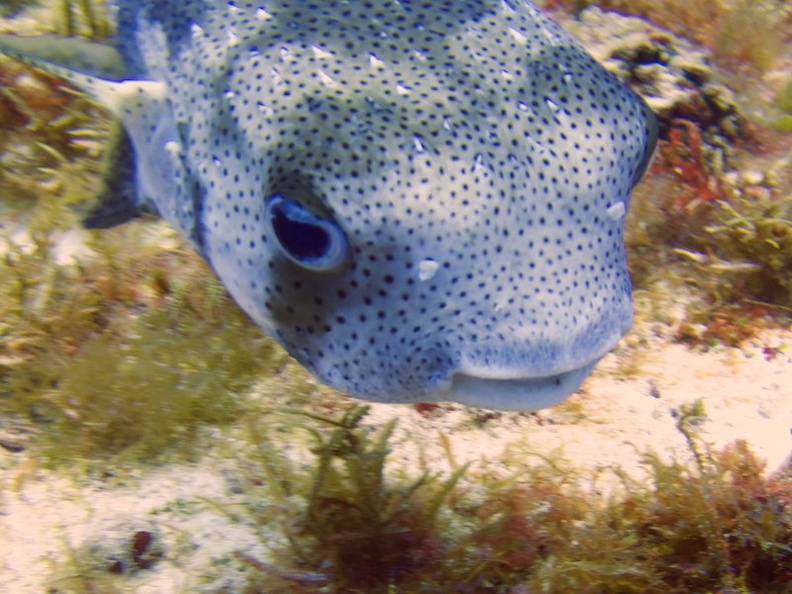 Porcupinefish IMG_9734.jpg
